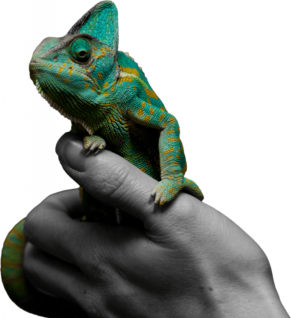 Chameleon